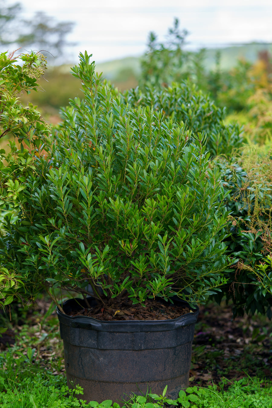 Plant of the Week - Shamrock Inkberry Holly – Plant Detectives