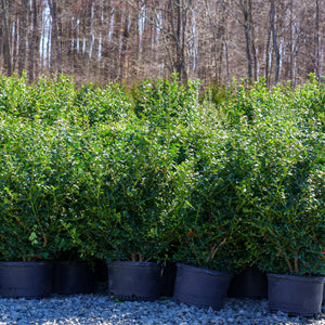 Shamrock Inkberry Holly - Holly - Hollies