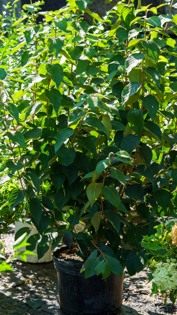 Shasta Doublefile Viburnum