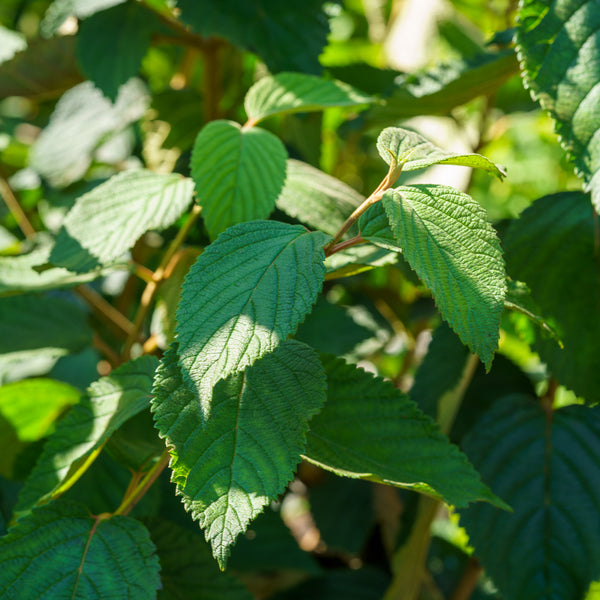 Shasta Doublefile Viburnum