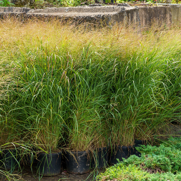 Shenandoah Switch Grass