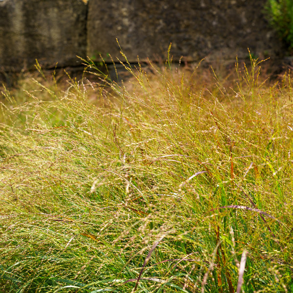 Shenandoah Switch Grass