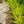 Load image into Gallery viewer, Shenandoah Switch Grass
