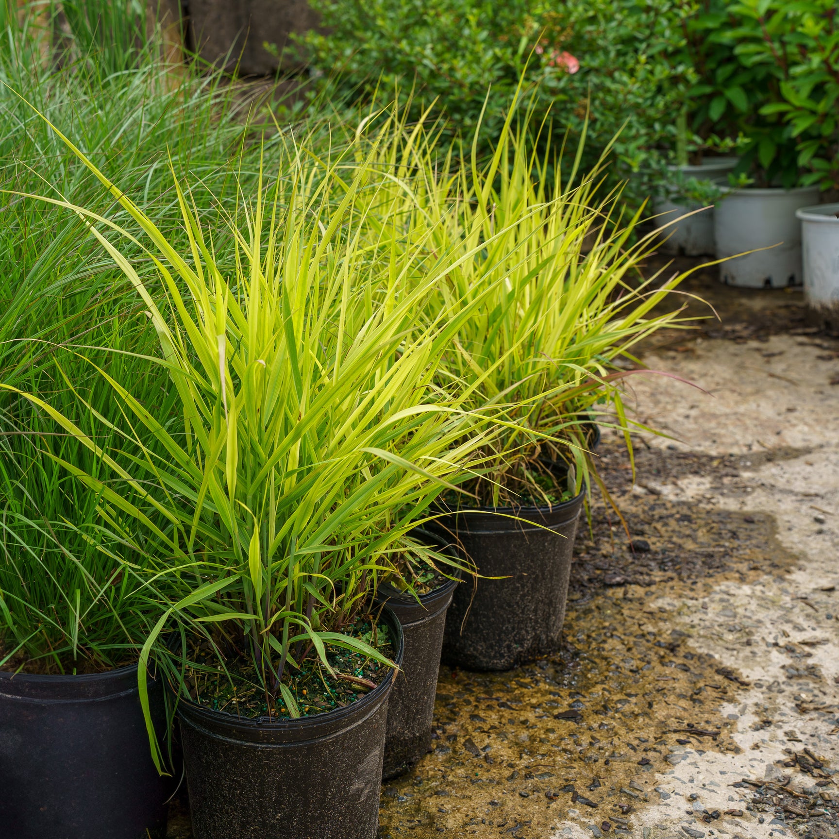 Plant of the Week - Shenandoah Switchgrass – Plant Detectives