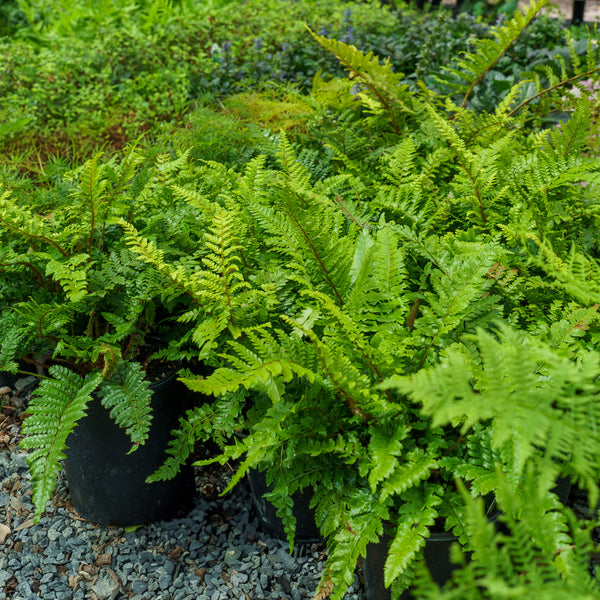 Shield Fern