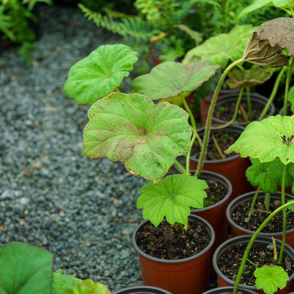 Shieldleaf Rodgersia