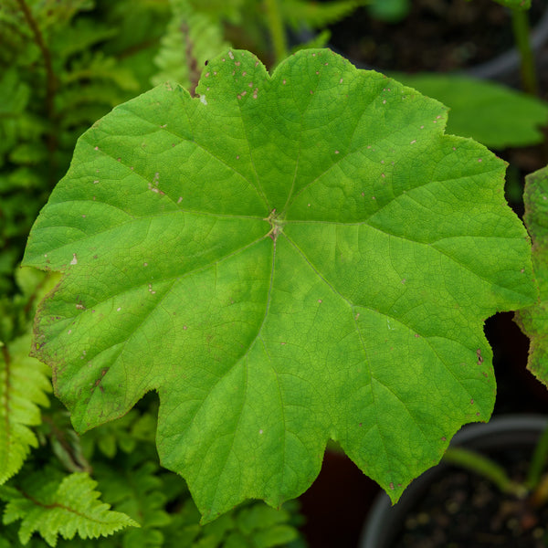 Shieldleaf Rodgersia