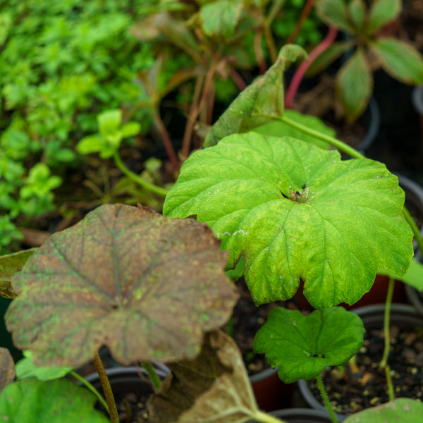 Shieldleaf Rodgersia