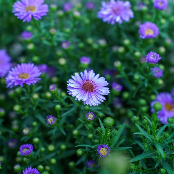 Aster