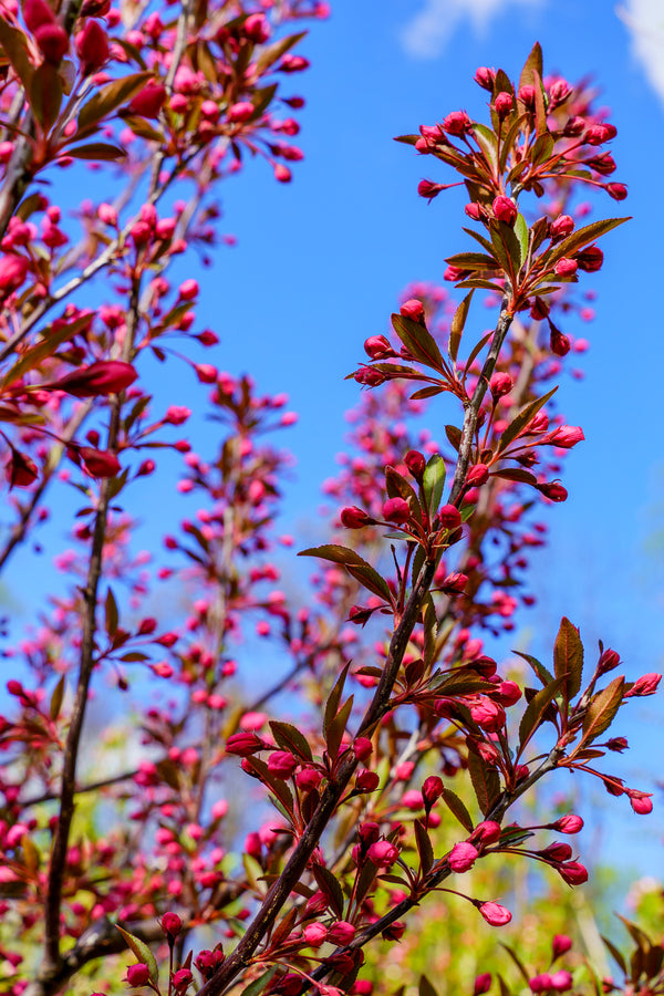 Showtime Crabapple - Crabapple - Flowering Trees