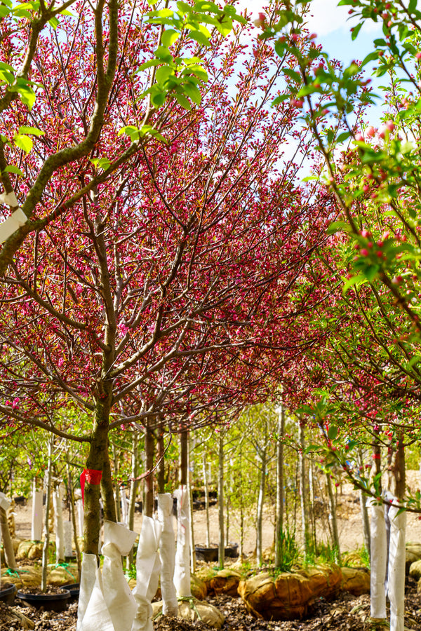 Showtime Crabapple - Crabapple - Flowering Trees