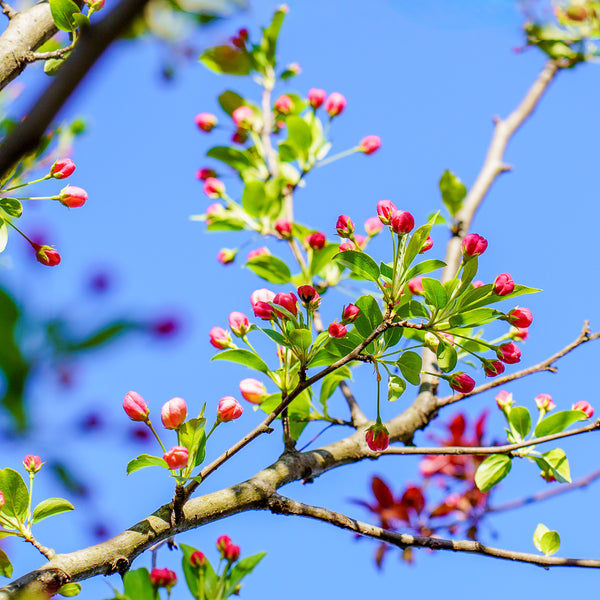 Showtime Crabapple - Crabapple - Flowering Trees