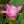 Load image into Gallery viewer, Siam Tulip
