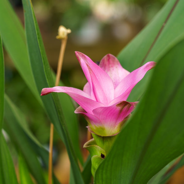 Siam Tulip