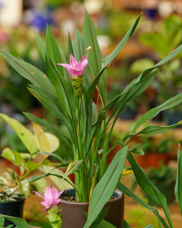 Siam Tulip