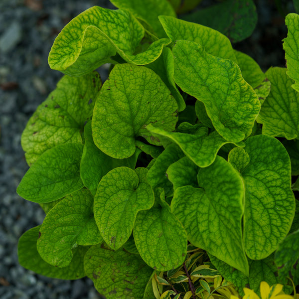 Siberian Bugloss