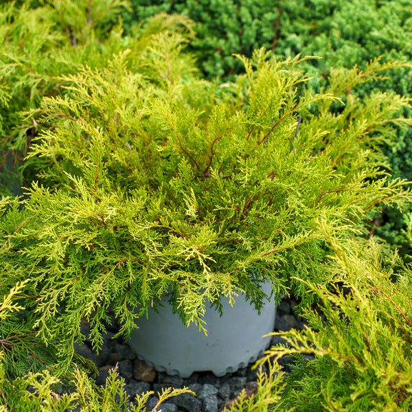 Siberian Cypress