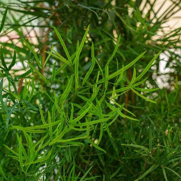 Sickle Thorn Fern