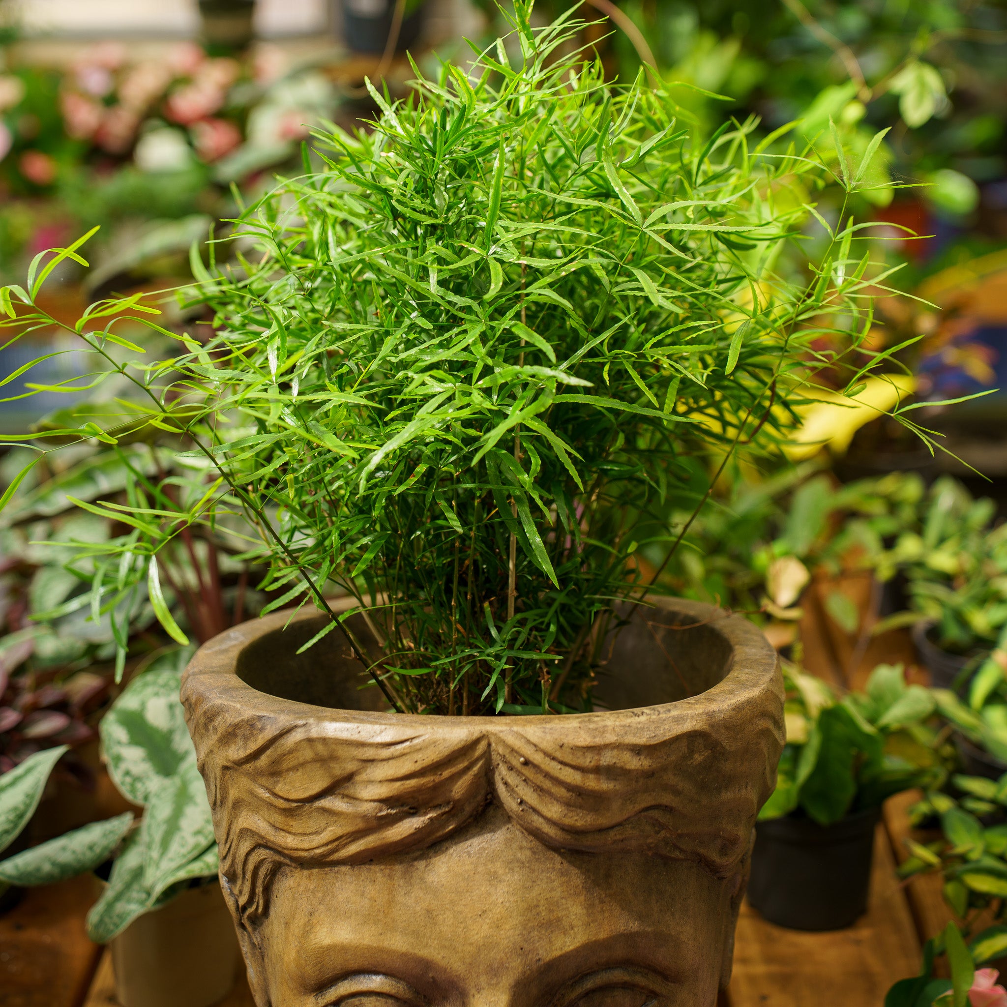 Sickle Thorn Fern – Plant Detectives