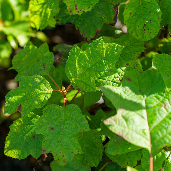 Sikes Dwarf Oakleaf Hydrangea