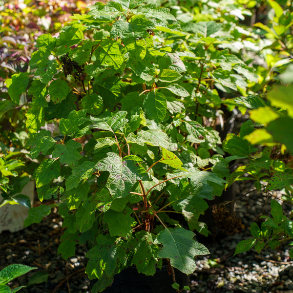 Sikes Dwarf Oakleaf Hydrangea