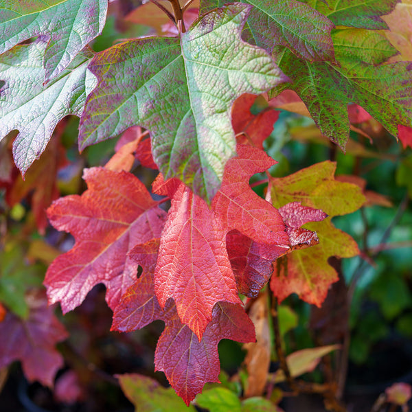 Sikes Dwarf Oakleaf Hydrangea