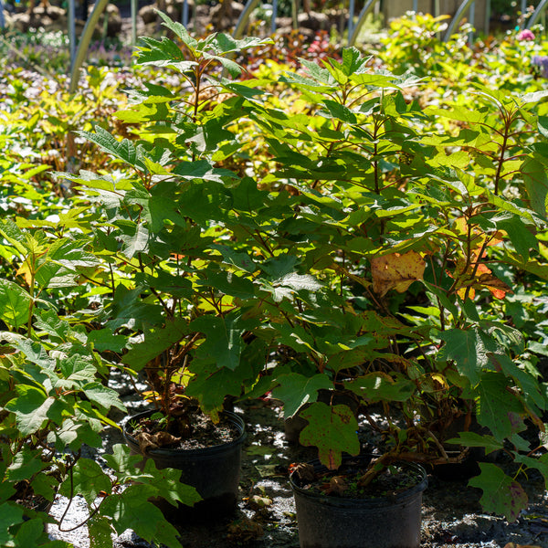 Sikes Dwarf Oakleaf Hydrangea