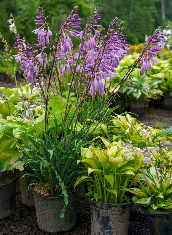 Silly String Hosta