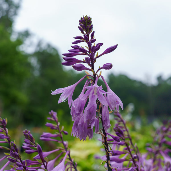 Silly String Hosta