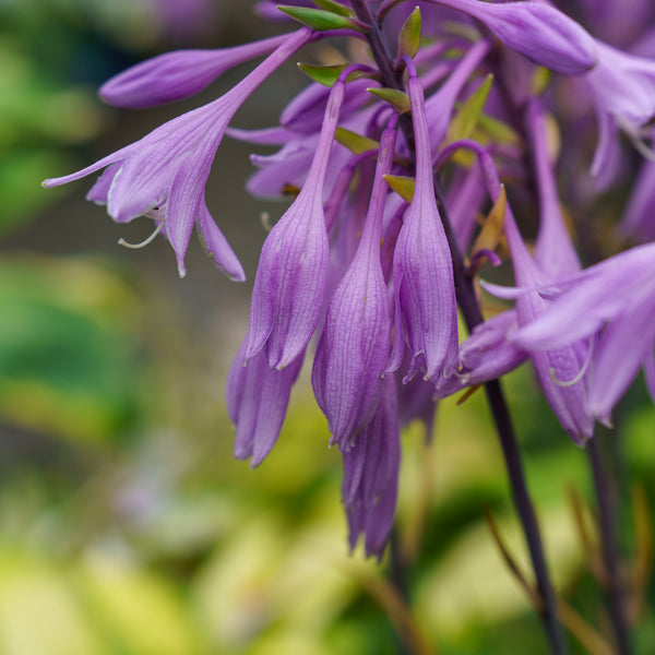 Silly String Hosta