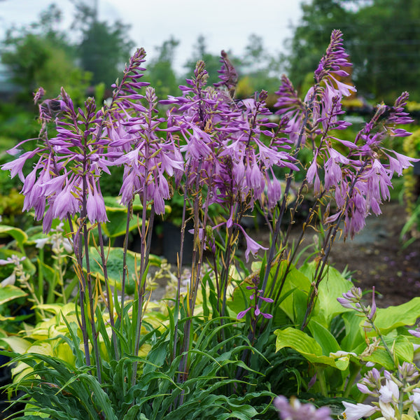 Silly String Hosta