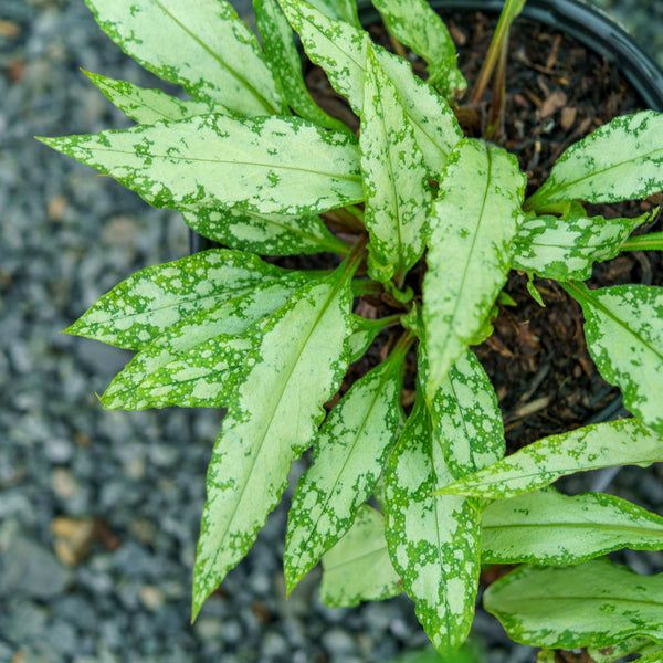 Silver Bouquet Lungwort