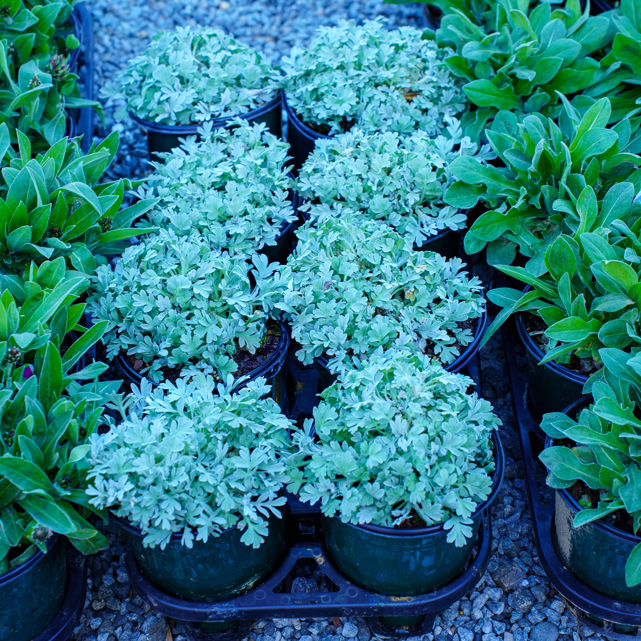 wormwood potted plant Silver Brocade Beach Wormwood – Plant Detectives