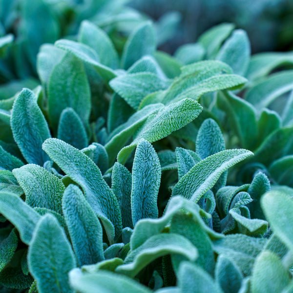 Silver Carpet Lamb's Ear