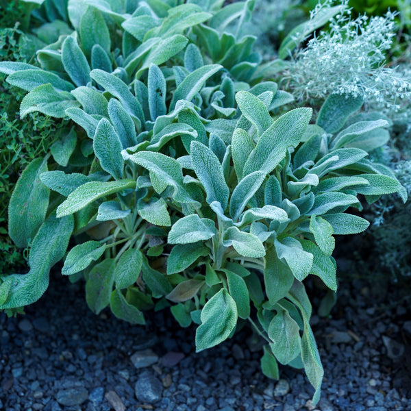 Silver Carpet Lamb's Ear