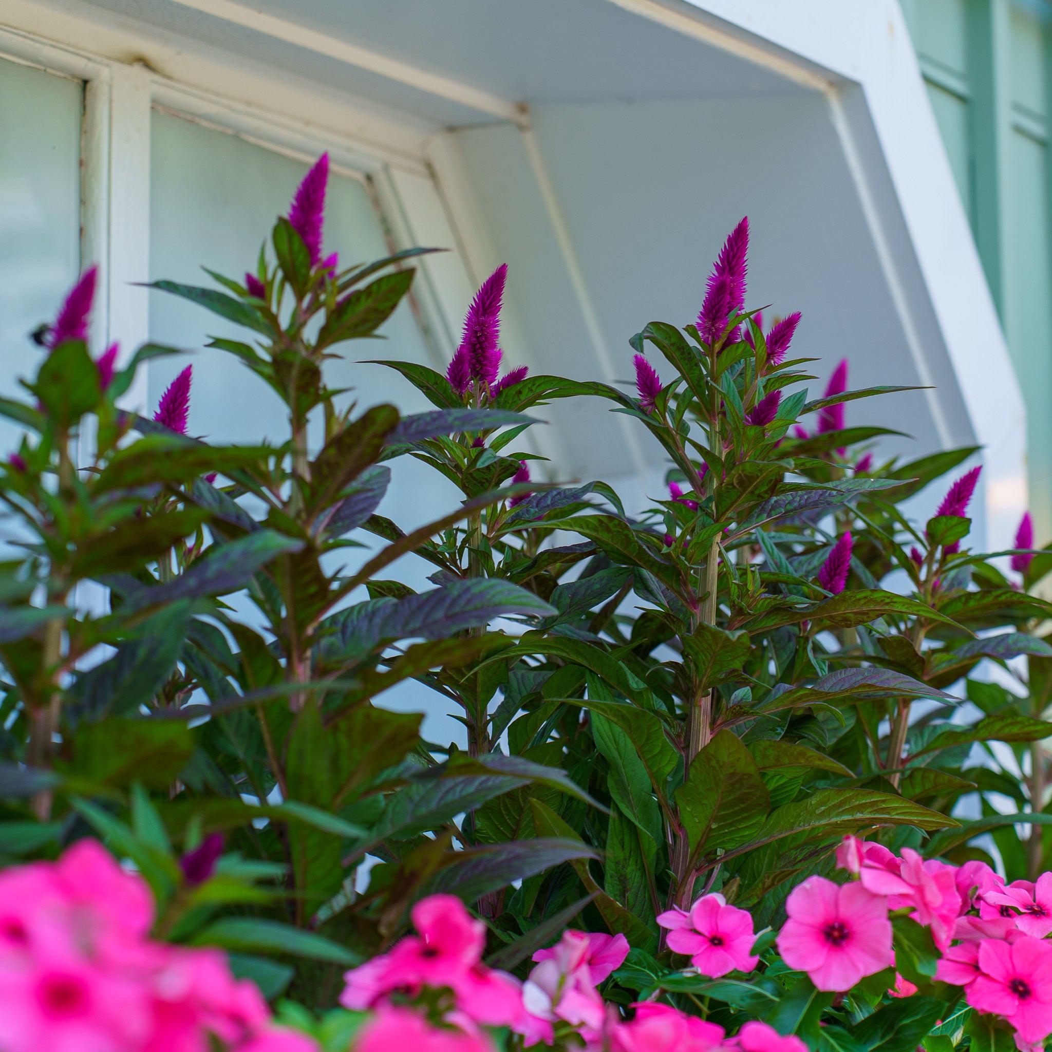 Celosia – Plant Detectives