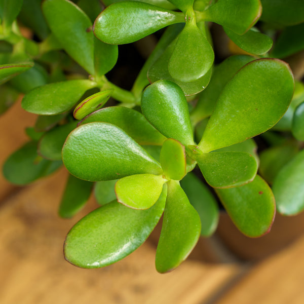 Silver Dollar Jade