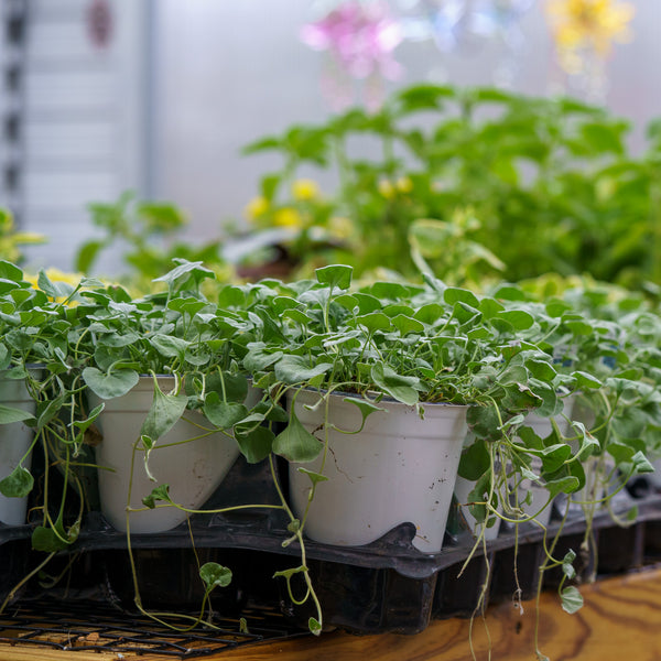 indoors silver falls plant Silver Falls Dichondra – Plant Detectives