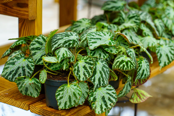 Silver Jewell Rex Begonia