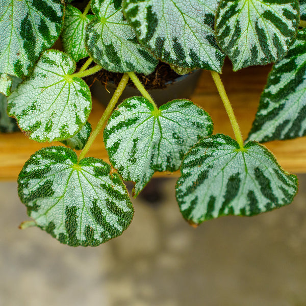 Silver Jewell Rex Begonia