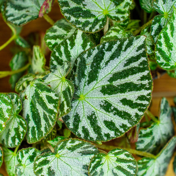 Silver Jewell Rex Begonia