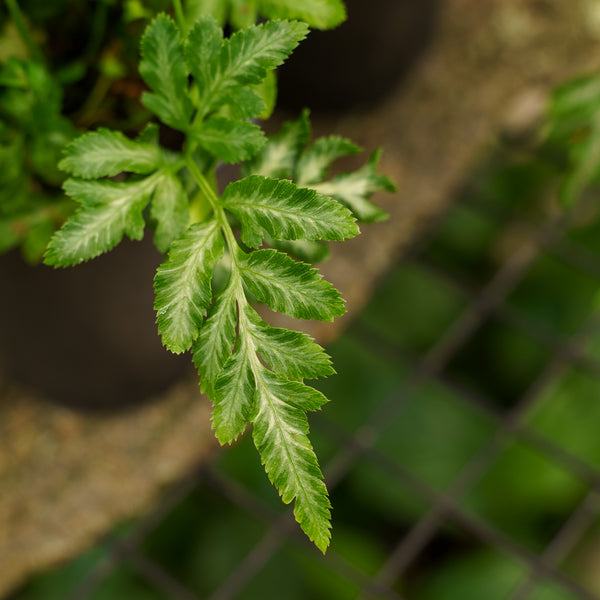 Silver Lace Fern