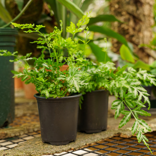 Silver Lace Fern