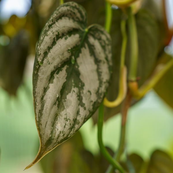 Silver Leaf Philodendron