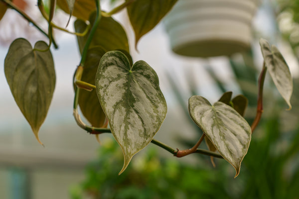 philodendron beandi Philodendron Brandi – Plant Detectives