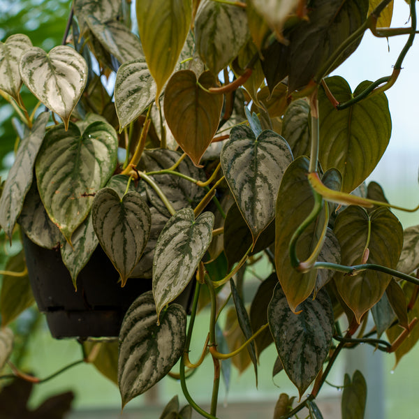 philodendron brandi trailing Philodendron Brandi – Plant Detectives