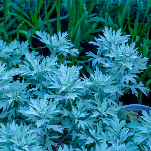 Silver Lining Wormwood