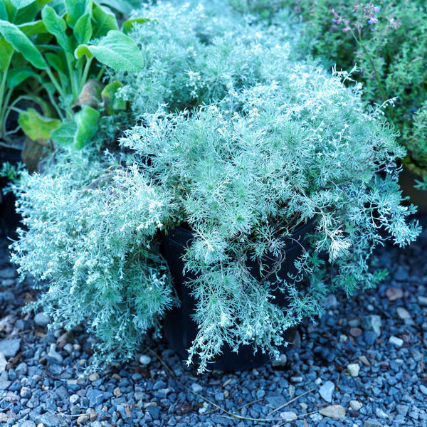 Silver Mound Wormwood