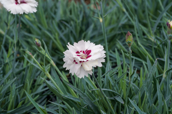 Silver Star Pinks