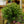 Load image into Gallery viewer, Single Ball Myrtle Topiary
